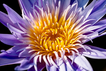 close up of purple pink water lilly isolated black background