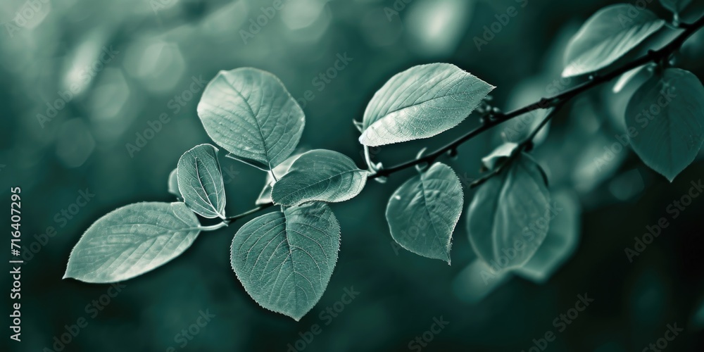 Poster a detailed view of a single leaf attached to a tree branch. suitable for nature-themed designs and i