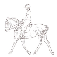 a horse rider drawing. equestrian training line-art illustration. vector