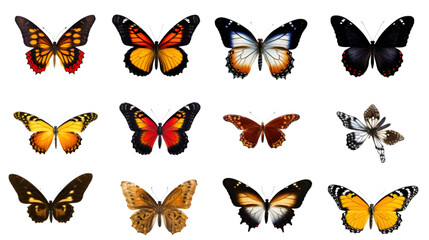 Obraz premium set of butterflies isolated