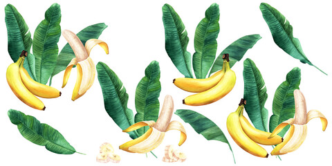 A big set of compositions of banana tree leaves and fruits. Hand drawn botanical watercolor illustration isolated on white background. For clip art cards invitation label package © Modesta
