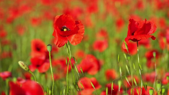 Field of wild red poppy flowers. Natural background, close up.