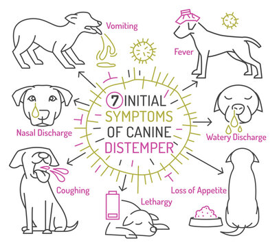 Parvovirus in dogs. Symptoms of parvo. Canine gastrointestinal contagious disease.