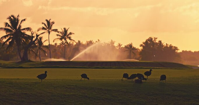 Golf course cort at sunrise with water chicken birds and lawn sprinkler spraying the grass