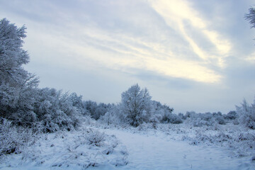winter landscape with trees