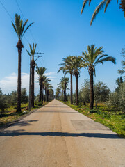 The road is laid in the park among palm trees. South travel concept. Beautiful nature without people. Copy space. Design. Vertical