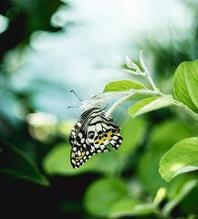 Close-up of butterflies on field. A beautiful Glassy Bluebottle butterfly in the nature background.Close-up of butterfly pollinating on flower.