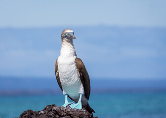A blue-footed booby (Sula nebouxii) standing on a rock in the Galapagos Islands, Ecuador.