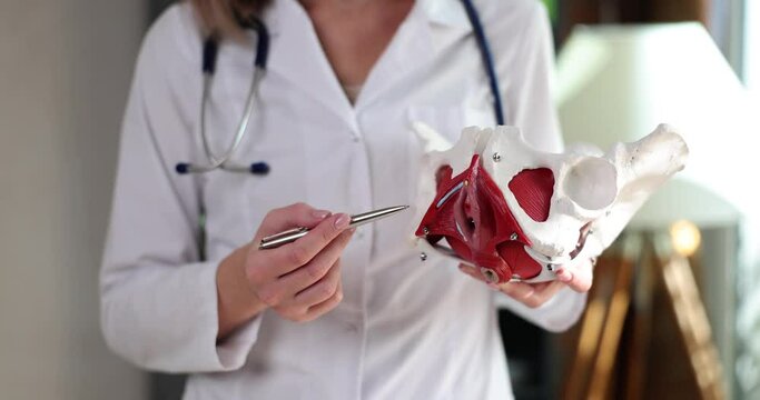 Doctor gynecologist anatomy of hip joint in clinic. Pain in pelvic bones causes and treatment