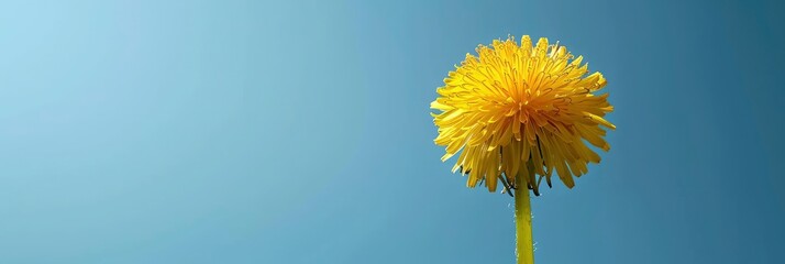 Yellow Flower Dandelion On Blue Background, Banner Image For Website, Background, Desktop Wallpaper
