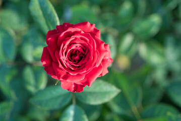 Top view of beautiful red rose and bud growing outdoors. Close-up two red roses in garden.