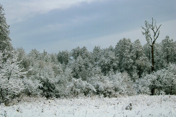 snow covered trees