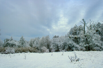 snow covered trees