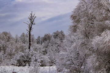 snow covered trees
