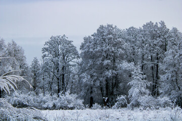 winter landscape with trees