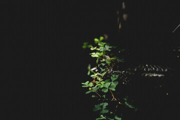 There are many types of leaves in the forest, such as oval, bow-shaped, saw-shaped, round, oval, mainly green, sometimes dark blue.
Close-up of fern leaves, Beauty in nature&rsquo;s design .
