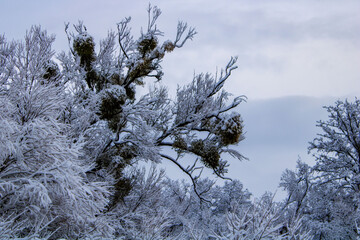 snow covered branches