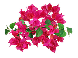 Bougainvillea flower or Paperflower isolated on white background with clipping path. Set of Pink...