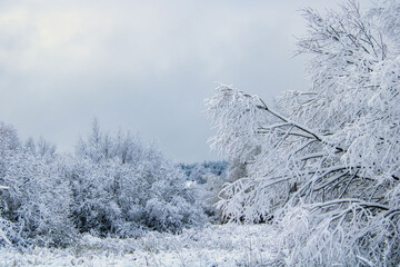 snow covered trees