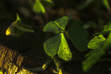 Trifolium are annual herbaceous plants. Trifolium  grown alone or in mixtures with other...