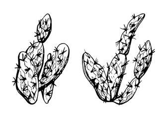 Hand drawn ink vector illustration, nature tropical exotic desert plant succulent cactus aloe agave leaves. Single object isolated white background. Design travel, vacation, brochure, print, botanical