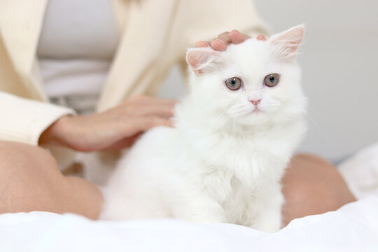 Cute white Persian cat comfortably sitting on withe bed, happy fluffy pet being gently touching with love by owner in bedroom. Adorable long hair kitty with woman owner relaxing at home.