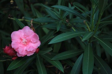 Beautiful oleander shrub with pink flower, closeup