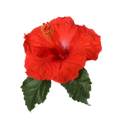 Beautiful red hibiscus flower with green leaves isolated on white