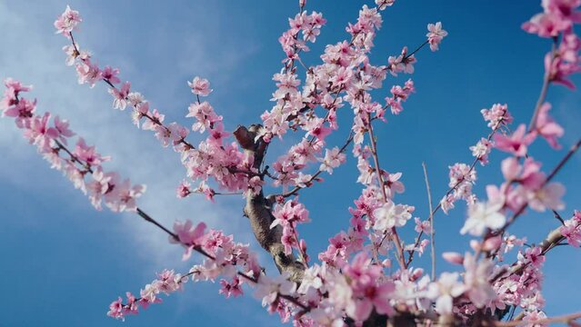 Peach tree full of tender pink flower blossoming. Sakura petals fluttering against a blue sky. Apple and cherry tree harvest season in spring. Nature beauty in bloom. 