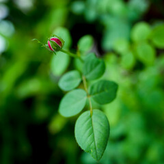 There are many types of roses, roses that bloom in the morning have a light pink color, those that bloom at noon have a darker color, 