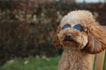 Cute fluffy dog with sunglasses outdoors. Space for text
