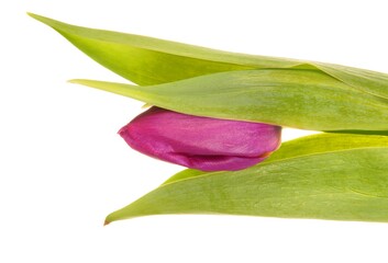 Tulip Flowers, purple with white background