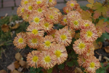 Ample amount of light orange flowers of spoon Chrysanthemums in October