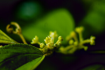  Terminalia catappa is a tree whose leaves fall early in the dry season; Before Terminalia catappa falling, the leaves of Terminalia catappa change color to pinkish red or yellow brown.