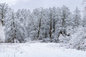 snow covered trees