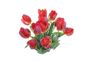 Tulip Flowers, red with white background