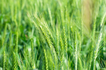 Green wheat field. Green background with wheat. Young green wheat growing on a field.