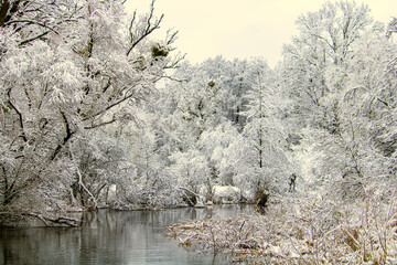 tree in the snow