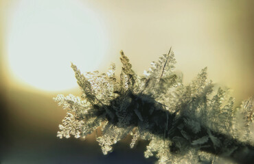 sunset in the forest