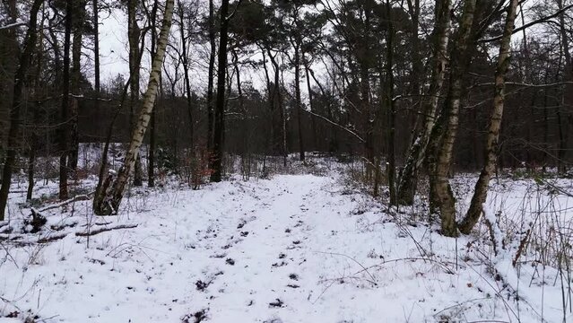 Flying through forest lane with snow and ice in winter