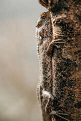 grasshopper on a tree