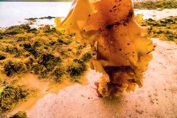 Scandinavian skerries after low tide. Muddy sandbank. Kelp (Laminaria digitata) at low tide on the...