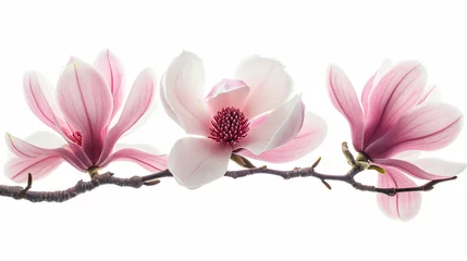 Zelfklevend Fotobehang Blossom of magnolia flower © Johnu