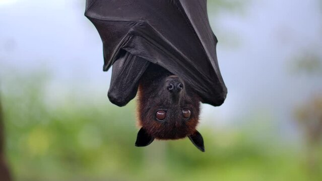 Fruit bat or flying fox - Pteropus giganteus. Tourist zone in Bali, Indonesia