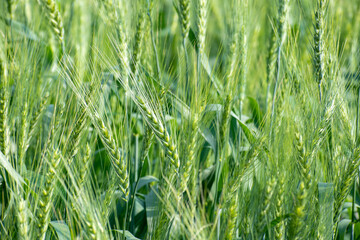 Green wheat field. Green background with wheat. Young green wheat growing on a field.