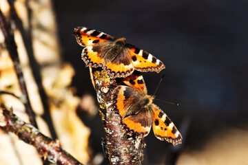 Two Lesser tortoiseshell (Vanessa urticae) arranged mating dance at the birch syrup feeding site