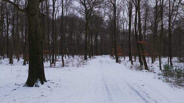 Flying through forest lane with snow and ice in winter