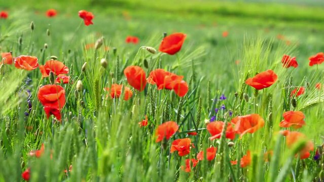 Spring field with poppy flowers on the wind on natural green sunny background. 