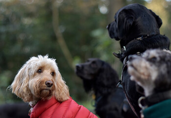 A group of well behaved dogs are sitting together focusing on their dog handler waiting for a food...