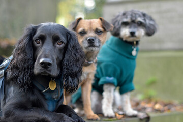 A pack of dogs patiently sitting next to their dog walker during their daily walks in a green park...